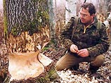 Кировские бобры обесточили две деревни Кировские бобры обесточили две деревни