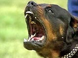 В Подмосковье владельцы коттеджей угрожают природоохранным службам злыми собаками