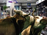 Корова и бык устроили "акт любви" в магазине канцтоваров в Калининградской области, сокрушив 8 витрин