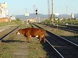 В Белоруссии под поезд попали двенадцать коров