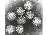Исследования показали, что у женщин, носящих вирус AAV-2, а также зараженных вирусом папилломы человека HPV рак шейки матки развивался реже, чем у женщин, которые не были носителями вируса AAV-2