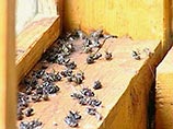 Мухи "оккупировали" поселок из-за того, что местное хозяйство по племенной работе с осени прошлого года свозили отходы производства птицефабрики на бывшее пастбище вблизи поселка Мухи "оккупировали" поселок из-за того, что местное хозяйство по племенной работе с осени прошлого года свозили отходы производства птицефабрики на бывшее пастбище вблизи поселка