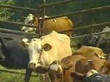 В США выявлен второй случай "коровьего бешенства"