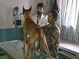 Американские ученые создали собак-зомби, реанимировав животных спустя несколько часов клинической смерти. В ближайшие несколько лет могут начаться аналогичные испытания на людях