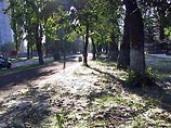 Московские власти намерены бороться с тополиным пухом с помощью химикатов Московские власти намерены бороться с тополиным пухом с помощью химикатов
