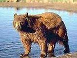 В Свердловской области голодный медведь четвертые сутки держит в страхе детский лагерь
