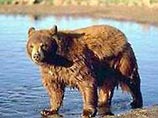 В Свердловской области голодный медведь четвертые сутки держит в страхе детский лагерь В Свердловской области голодный медведь четвертые сутки держит в страхе детский лагерь