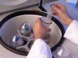 Американские ученые сумели вырастить в лабораторных условиях бесполезный мозг Американские ученые сумели вырастить в лабораторных условиях бесполезный мозг