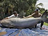 Таиландские рыбаки поймали и съели самого большого в мире сома (ФОТО)