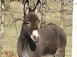 Сексуально озабоченный ослик Ага выслан на необитаемый остров из хорватского зоопарка Сексуально озабоченный ослик Ага выслан на необитаемый остров из хорватского зоопарка