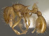 У муравьев вида Wasmannia auropunctata, который обитает в Центральной и Южной Америке, но распространился также в США и других странах, обнаружен уникальный механизм размножения У муравьев вида Wasmannia auropunctata, который обитает в Центральной и Южной Америке, но распространился также в США и других странах, обнаружен уникальный механизм размножения