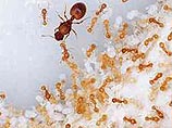 Ученые выяснили: у муравьев клонированные особи - элита, а произведенные традиционным способом - рабочие