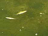 Напомним, Красногвардейский пруд был отравлен неизвестным веществом в минувшие выходные. В результате попадания в воду неизвестного вещества всплыла вся рыба