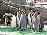В 2007 году в московском зоопарке появится пингвинарий