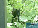 В парке "Сокольники" конная милиция спасает людей от взбесившейся бойцовой собаки В парке "Сокольники" конная милиция спасает людей от взбесившейся бойцовой собаки