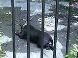 В парке "Сокольники" конная милиция спасла людей от взбесившейся бойцовой собаки (ФОТО) В парке "Сокольники" конная милиция спасла людей от взбесившейся бойцовой собаки (ФОТО)