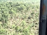 Аномальное явление в тайге в Хабаровском  крае: на площади в 3 кв. км повалены  все деревья
