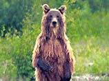 В Хорватии медведь научился проникать в дома: он стучит в дверь - и ему открывают