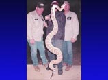 В Западной Вирджинии сообщения о находке 2,5-метровой гремучей змеи вызвали панику
