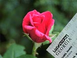 Новые паспорта Грузии украсит символ "революции розы"