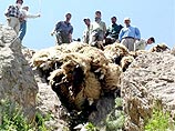 В Турции 1500 овец синхронно спрыгнули в пропасть