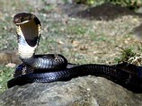 В Индии королевская кобра сдохла, укусив священника
