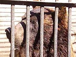 Пьяный украинец в зоопарке подрался с 270-киллограмовым медведем 