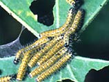 Владикавказ подвергся нашествию гусениц: они пожирают листву и кусают детей