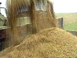 В Краснодарском крае с начала жатвы похищено зерна на 30 млн рублей