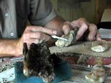 В Амурской области найдены останки динозавров, которые встречались только в Северной Америке В Амурской области найдены останки динозавров, которые встречались только в Северной Америке