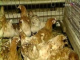 В Новосибирской области от "птичьего гриппа" погибло более 500 птиц