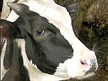 Корова убила хорватского фермера, собиравшегося ее подоить 