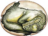 Ученые обнаружили кладку из шести окаменелых яиц с эмбрионами внутри в Южной Африке в 1978 году. Одно яйцо было уже вылупившимся. Данные яйца 190 млн лет отложил травоядный динозавр массоспондил (Massospondylus carinatus)