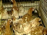 Ранее сообщалось, что в Павлодарской области Казахстана зарегистрирована вспышка "птичьего гриппа". По данным МЧС, с 22 июля на птицеферме в селе Голубовка погибло более 600 домашних птиц Ранее сообщалось, что в Павлодарской области Казахстана зарегистрирована вспышка "птичьего гриппа". По данным МЧС, с 22 июля на птицеферме в селе Голубовка погибло более 600 домашних птиц