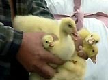 Сибирский "птичий грипп" может перекинуться на европейскую часть страны
