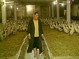 В двух районах Курганской области выявлен "птичий грипп" В двух районах Курганской области выявлен "птичий грипп"