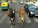 В индийской столице идет охота на коров - власти платят по 46 долларов за каждую