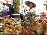 Во Вьетнаме зарегистрирован еще один случай гибели человека от "птичьего гриппа". Новой жертвой эпидемии стал 35-летний житель южной провинции Бенче, который скончался в местной больнице 31 июля