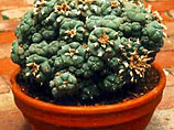 кактусы пейот (Лофофора Вильямса (Lophophora Williamsii)