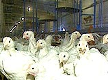 В 2007 году Россию может поразить пандемия мутировавшего "птичьего гриппа", который будет передаваться от человека к человеку