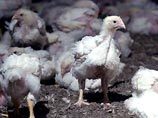 На территории России с 21 июля 2005 года пало 10 тысяч 170 домашних и диких птиц из-за "птичьего гриппа"