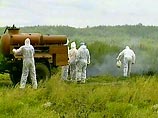 На одном из предприятий Алтайского края ветеринары и сотрудники МЧС забивают всю птицу. А сибирские фермеры прячут кур от ветеринаров по лесам На одном из предприятий Алтайского края ветеринары и сотрудники МЧС забивают всю птицу. А сибирские фермеры прячут кур от ветеринаров по лесам