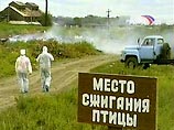 В Алтайском крае вновь введен карантин в связи с опасным для человека "птичьим гриппом" 