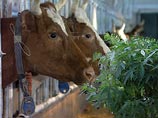 В Свердловской области для коров на зиму заготовили более 40 тонн конопли