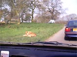 В британском  сафари-парке львы охотятся на автомобили Smart