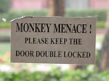 В Индии обезьяна грабит дома: ее впускают хозяева, услышав стук в дверь