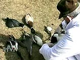 В период с начала июля 2005 года "птичий грипп" появился в Новосибирской, Омской, Тюменской, Курганской, Челябинской областях, Алтайском крае и Республике Калмыкия. Заболевания регистрируются среди дикой, а также домашней птицы в личных подворьях граждан