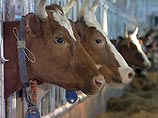 У израильских коров после эвакуации из сектора Газа снижаются надои молока У израильских коров после эвакуации из сектора Газа снижаются надои молока
