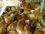Павшие птицы в Казахстане были инфицированы вирусом гриппа, опасным для человека Павшие птицы в Казахстане были инфицированы вирусом гриппа, опасным для человека