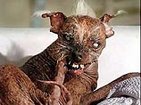 Самая уродливая собака в мире обрела культовый статус (ФОТО)